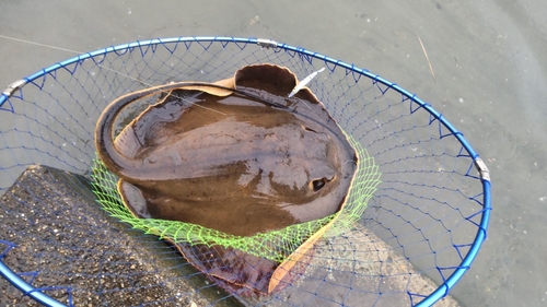 エイの釣果