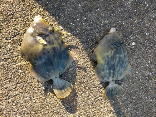 カワハギの釣果