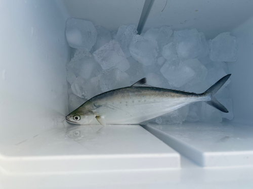 イケカツオの釣果