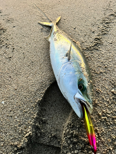 ワラサの釣果