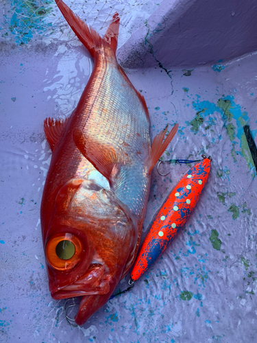 キンメダイの釣果