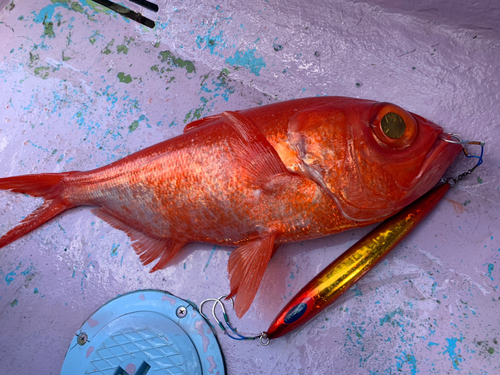 キンメダイの釣果