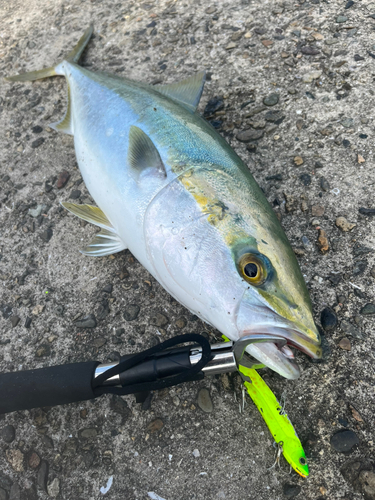 メジロの釣果