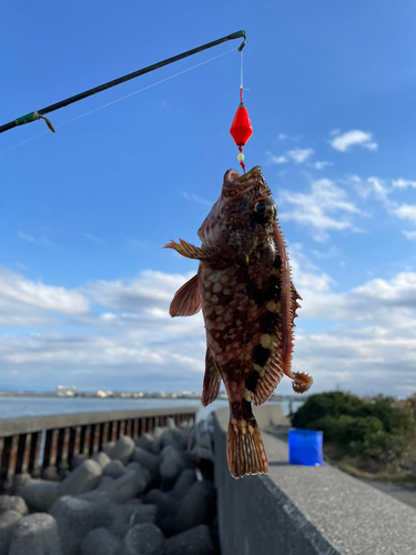 カサゴの釣果