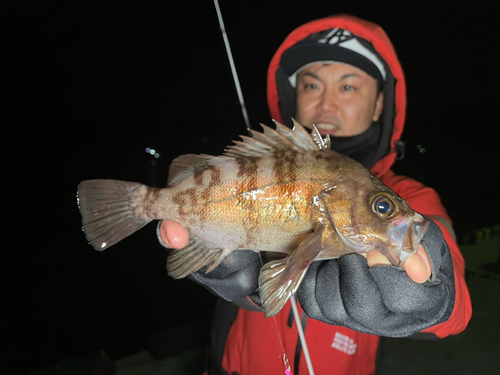 シロメバルの釣果