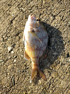 チャリコの釣果