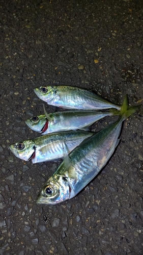 アジの釣果