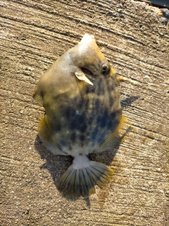 カワハギの釣果