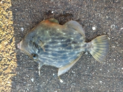 カワハギの釣果