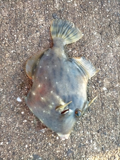 カワハギの釣果