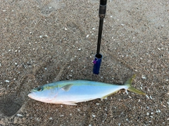 イナダの釣果