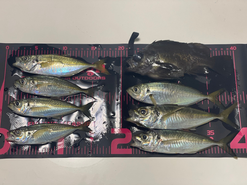 アジの釣果