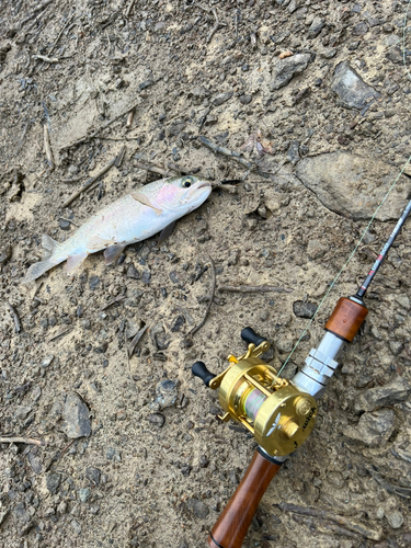 レインボートラウトの釣果