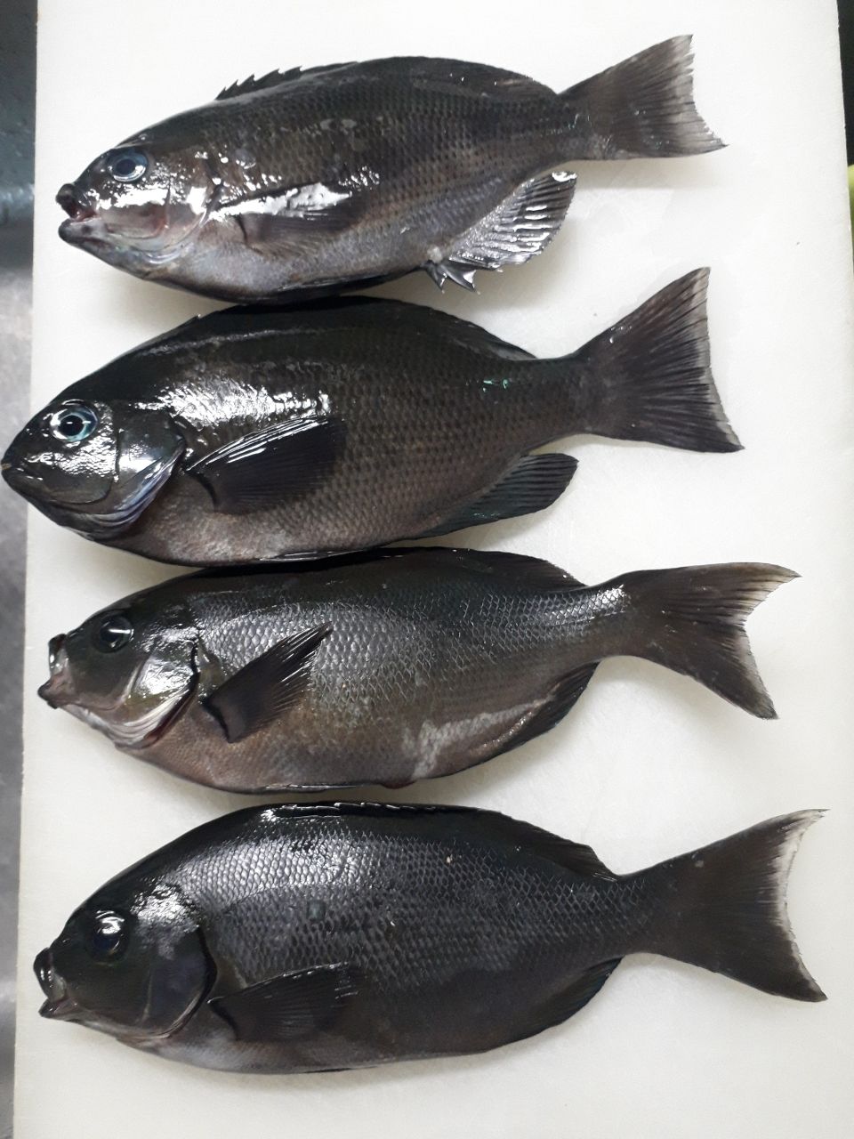 友っちさんの釣果 3枚目の画像