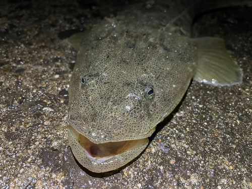 マゴチの釣果