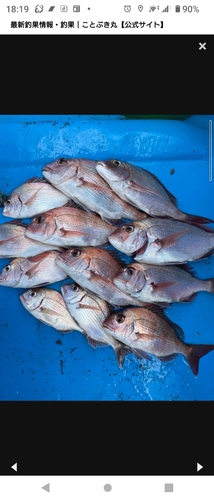 マダイの釣果