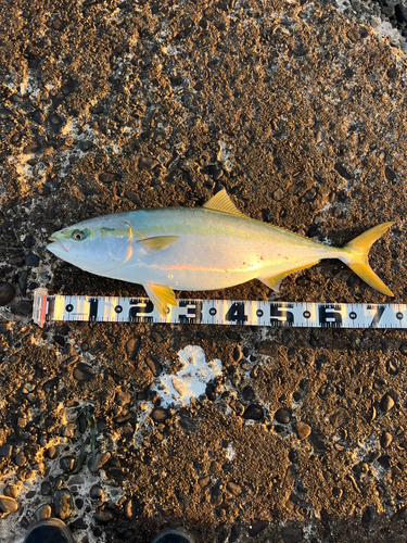 ワラサの釣果