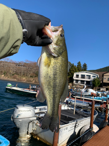 ラージマウスバスの釣果