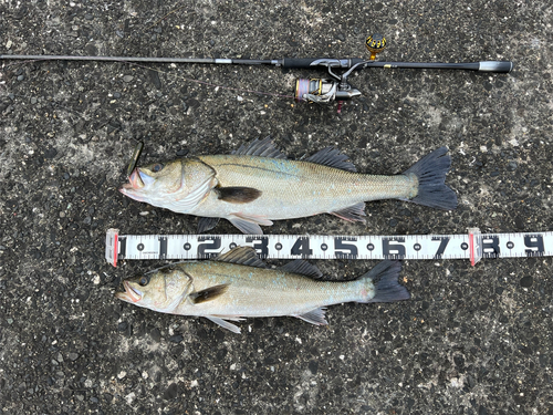 シーバスの釣果