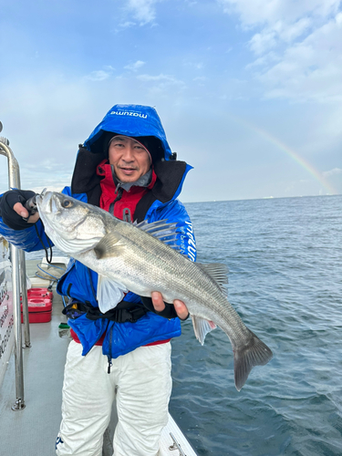 スズキの釣果