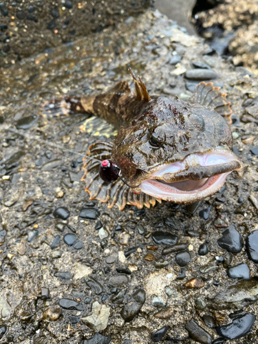 カジカの釣果