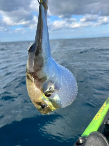 シロサバフグの釣果