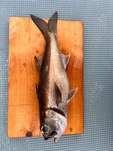 クロムツの釣果