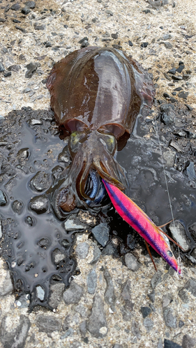 アオリイカの釣果