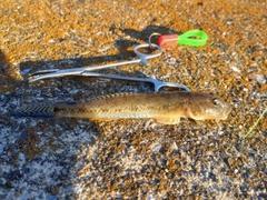 マハゼの釣果