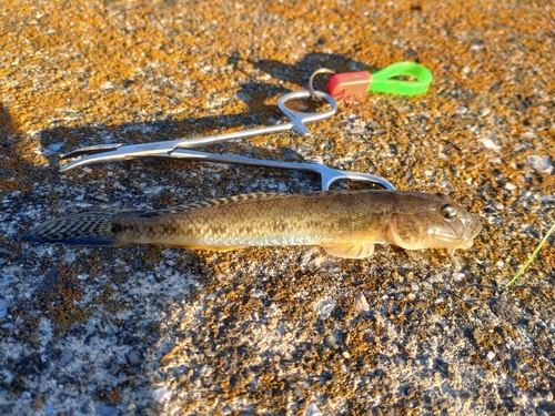 マハゼの釣果