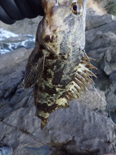 ベッコウゾイの釣果