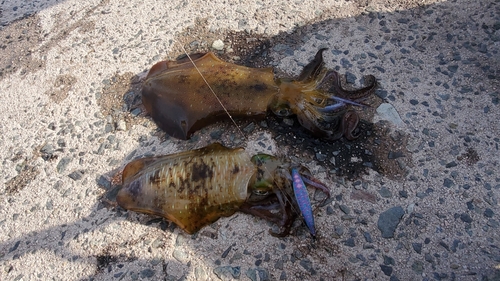 アオリイカの釣果