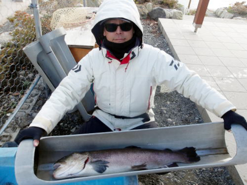 イトウの釣果