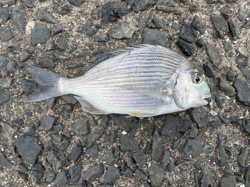 ヘダイの釣果