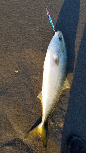 イナダの釣果