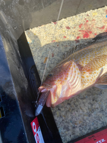 オオモンハタの釣果