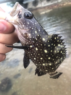 ハクテンハタの釣果