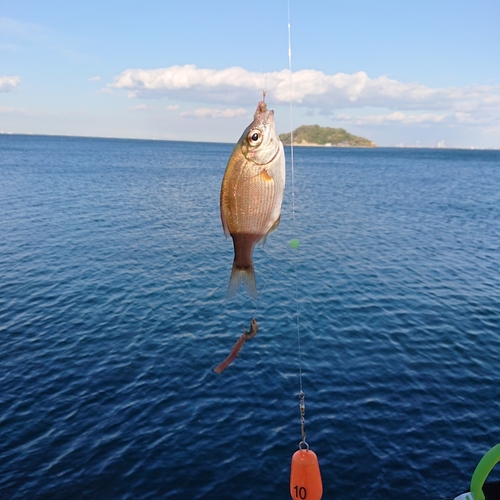 ウミタナゴの釣果