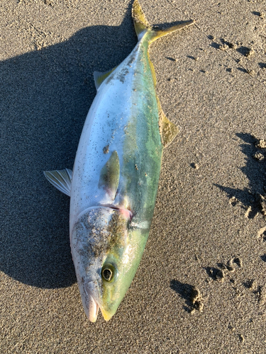 イナダの釣果