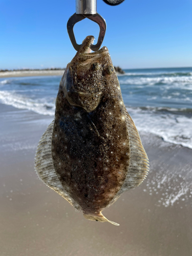 ソゲの釣果