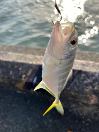 メッキの釣果