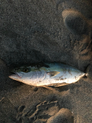 イナダの釣果