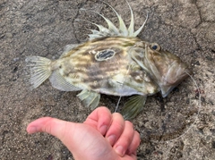 マトウダイの釣果