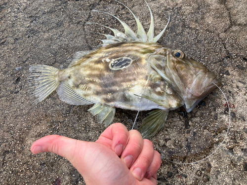 マトウダイの釣果