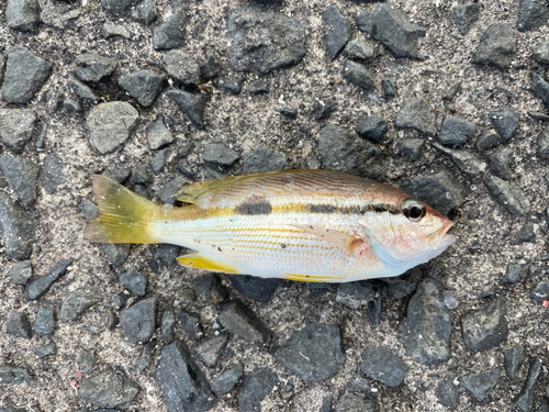 ヨコスジフエダイの釣果