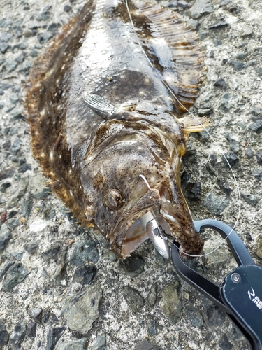 ヒラメの釣果