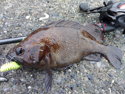 ガヤの釣果