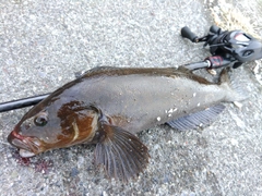 アイナメの釣果