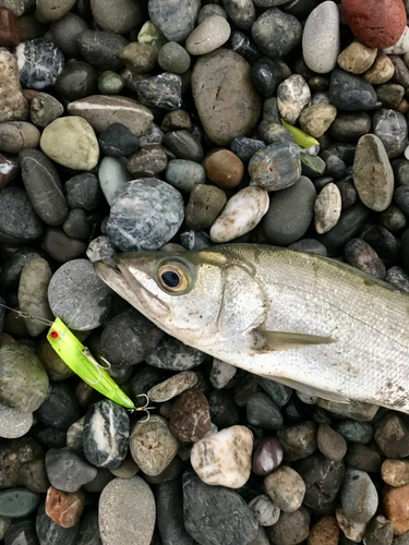 フッコ（ヒラスズキ）の釣果