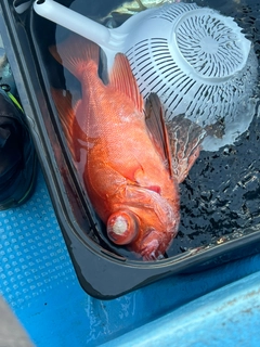 チカメキントキの釣果